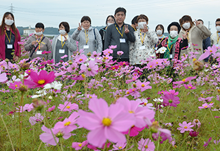 コスモス畑見学